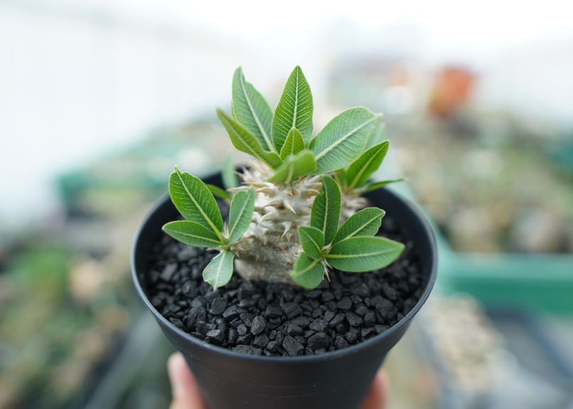 パキポディウム 恵比寿大黒(3頭 パキポディウム 恵比寿大黒 | hanayoshi-botanical