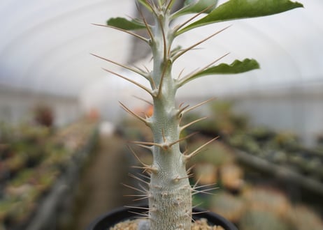 パキポディウム　サンデルシー　Pachypodeium saundersii
