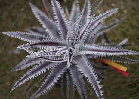Dyckia Southernstar