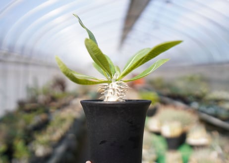 パキポディウム　恵比寿大黒 Pachypodium Densicaule　No.1