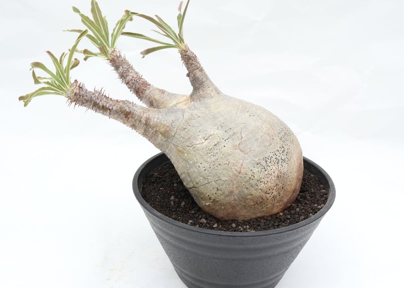 グラキリス 現地球 ダブルヘッド まん丸 扁平 激ヤバ株 QS plant