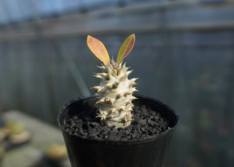 パキポディウム　デンシフローラム Pachypodium densiflorum   No.3