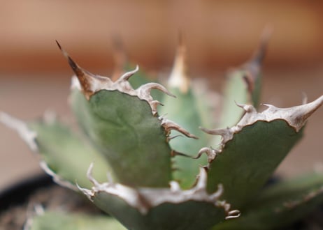 Agave titanota FO-76 A NO.1