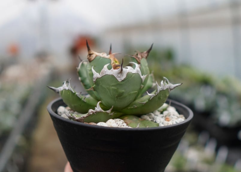 Agave titanota dwarf 姫厳龍 A NO.2 | mana's farm:塊