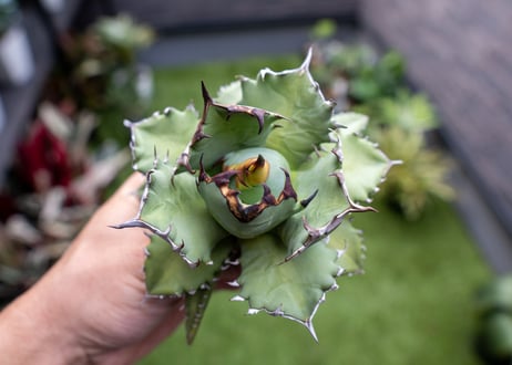 Agave titanota dwarf 姫厳龍NO.8