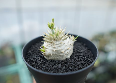 パキポディウム　恵比寿大黒　Pachypodium Densicaule　No.2