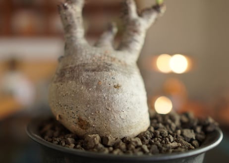 パキポディウム　グラキリス　 Pachypodium Gracilius