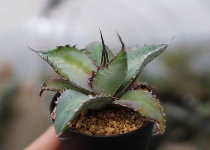 アガベ チタノタ ブルー NO.1 | mana's farm:塊根植物・アガベ