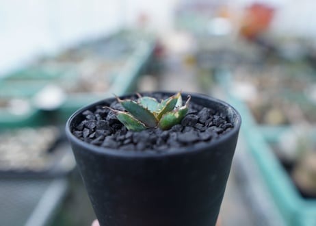 アガベ　チタノタ　 ブラックアンドブルー 　Agave titanota black and blue　No.14