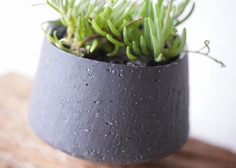 Othonna clavifolia