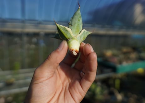 【抜き苗】アガベ 怒雷神錦　Agave potatorum verschaffeltii