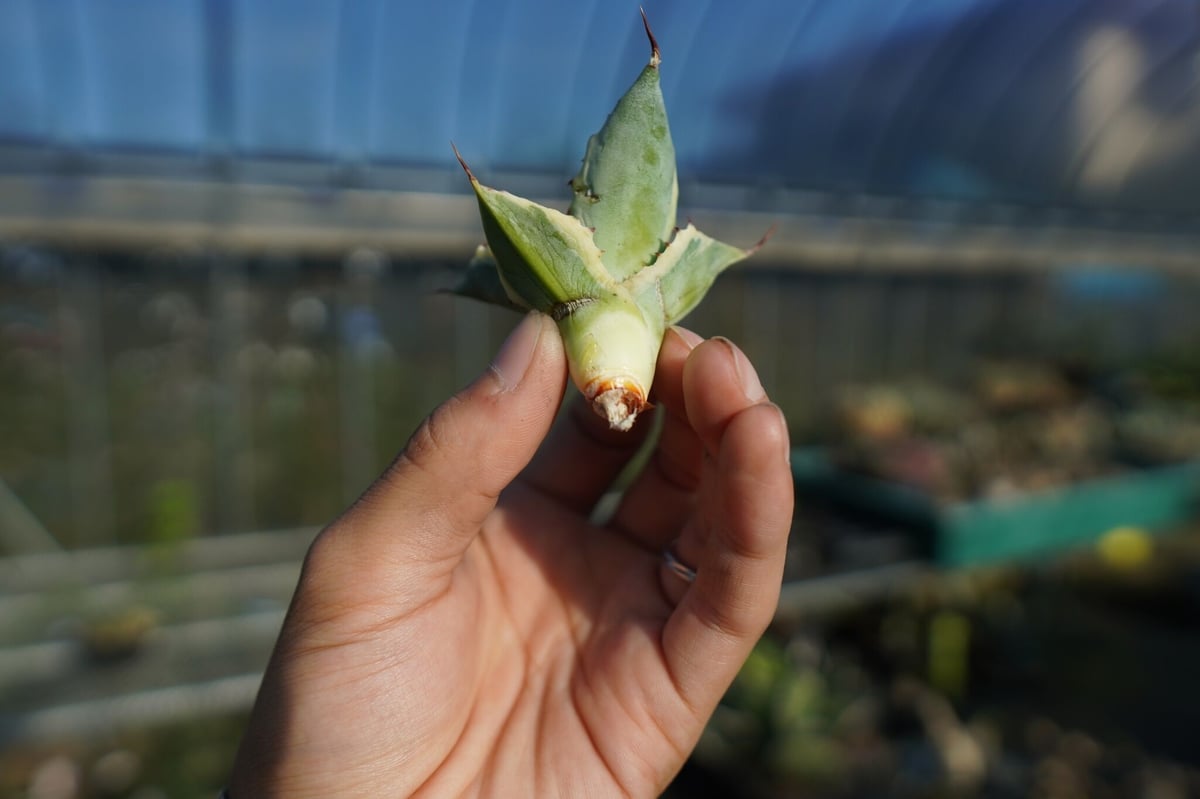 抜き苗】アガベ 怒雷神錦 Agave potatorum verschaffeltii |
