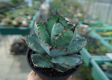アガベ　チタノタ　 ブラックアンドブルー 　Agave titanota black and blue　No.6