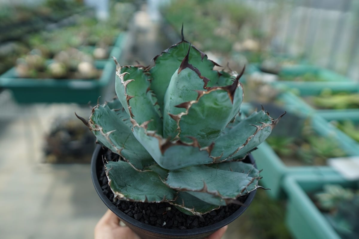 アガベ チタノタ ブラックアンドブルー Agave titanota black and