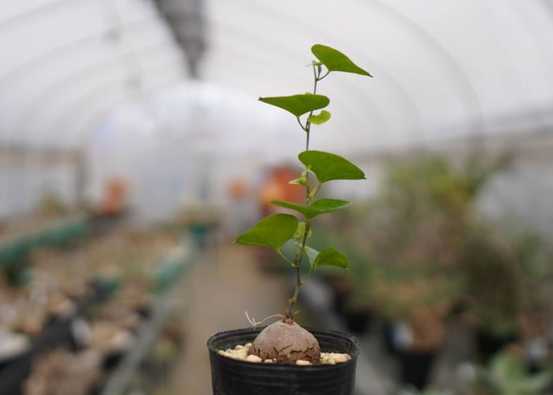 亀甲竜 | mana's farm:塊根植物・アガベ・ドライガーデン植物販売|マナ