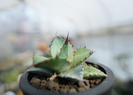 アガベ　チタノタ　ブルー　Agave Titanota Blue　No.2