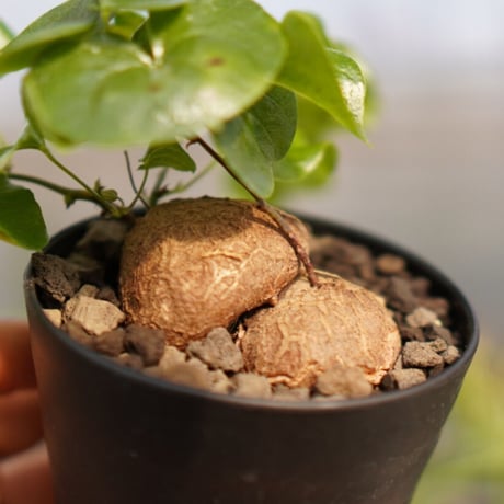 マナズファーム産 | STORES