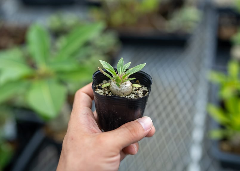 パキポディウム 恵比寿大黒 沖縄実生 | mana's farm:塊根植物・アガベ