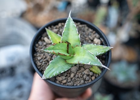 アガベ　オテロイ　agave oteroi　No.2