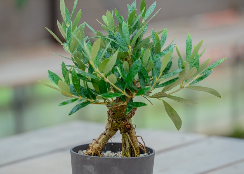 オリーブ 根上がり | mana's farm:塊根植物・アガベ・ドライガーデン