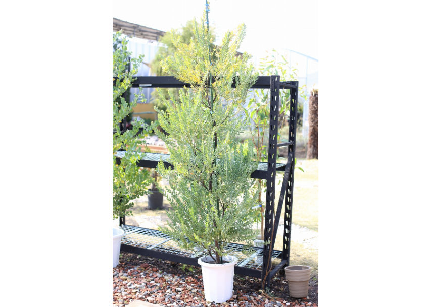 アカシア ブルーブッシュ | mana's farm:塊根植物・アガベ・ドライ