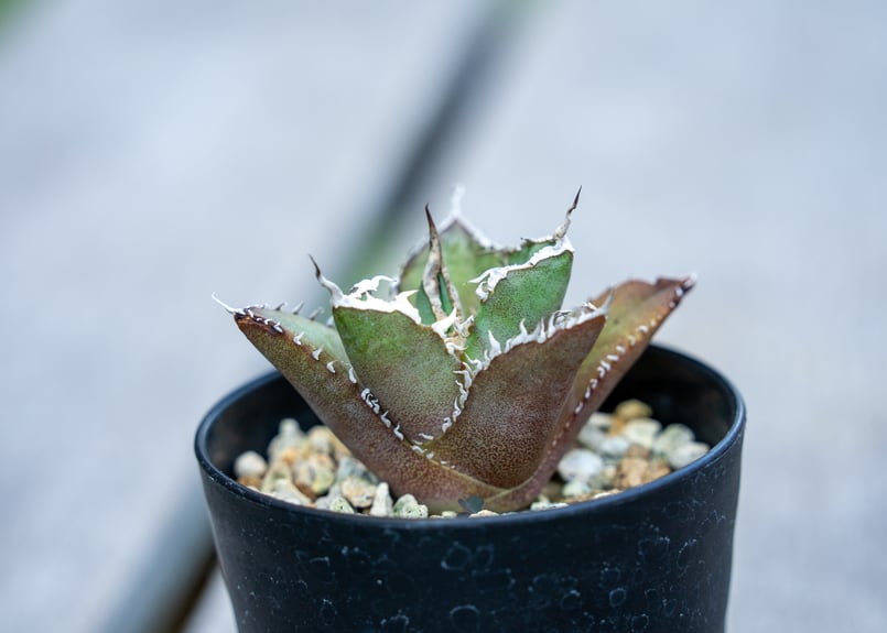 アガベ チタノタ FO-76 NO.2 | mana's farm:塊根植物・アガベ・ドライガ