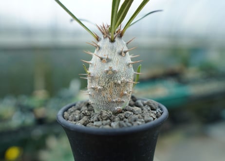 パキポディウム　カクチぺス　Pachypodium cactipes