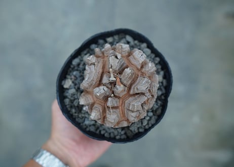 【長谷川園芸産】亀甲竜　Dioscorea elephantipes　No.3