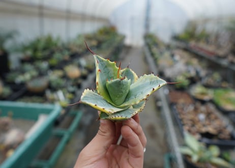 【抜き苗】アガベ 怒雷神錦　Agave potatorum verschaffeltii