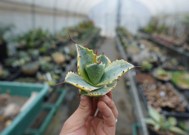 抜き苗】アガベ 怒雷神錦 Agave potatorum verschaffeltii |