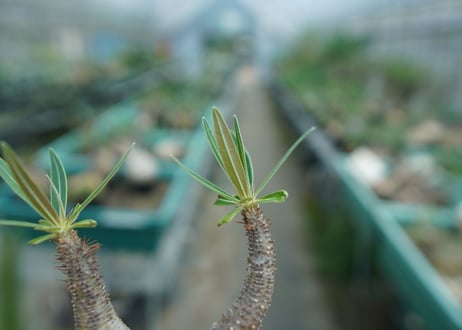 パキポディウム　グラキリス　 Pachypodium Gracilius  No.4