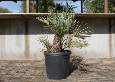 チャメロプス　セリフェラ 　Chamaerops humilis var. Cerifera　NO.1