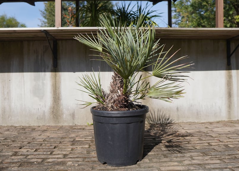 チャメロプス セリフェラ Chamaerops humilis var. Cerifera