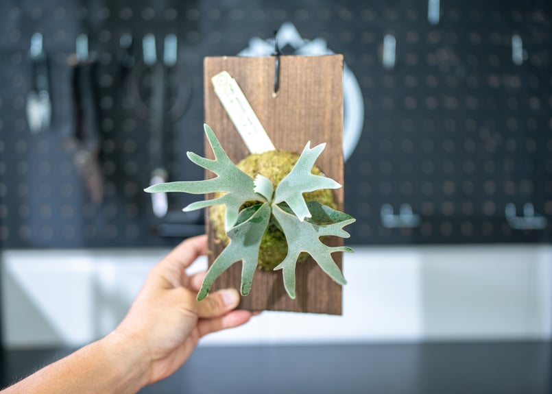 ウィリンキー ドワーフ ジェイドガール ビカクシダ ビカクシダ、ウィリンキー ドワーフ ジェイドガール Jade girl