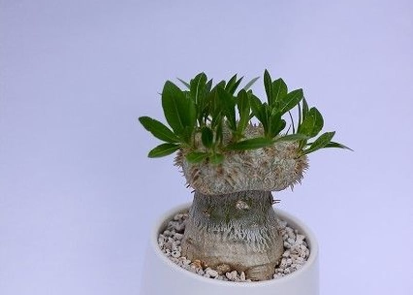 パキポディウム 恵比寿笑い ブレビカウレ 接ぎ木 | mana's farm