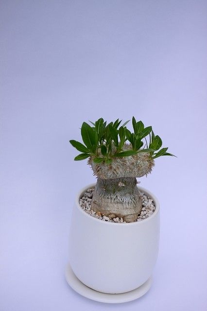 パキポディウム 恵比寿笑い ブレビカウレ 接ぎ木 | mana's farm:塊根