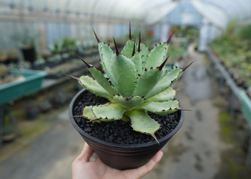 Agave potatorum✖️macroacantha【hybrid】　233 Agave potatorum✖️macroacantha【hybrid】 233