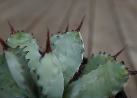アガベ　マクロアカンサ×ポタトラム　 Agave macroacantha×potatorum