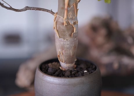 Bursera fagaroides