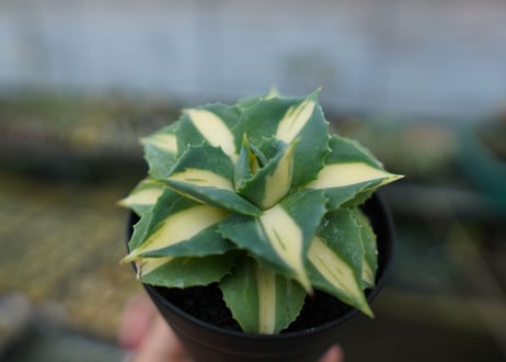 アガベ　王妃雷神錦　黄中斑　Agave　“Ohi Raijin Nishiki Kinakahu”