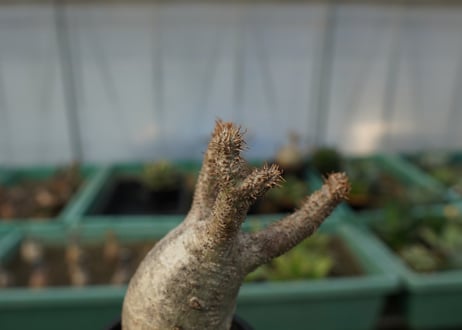 パキポディウム　グラキリス　 Pachypodium Gracilius  No.5