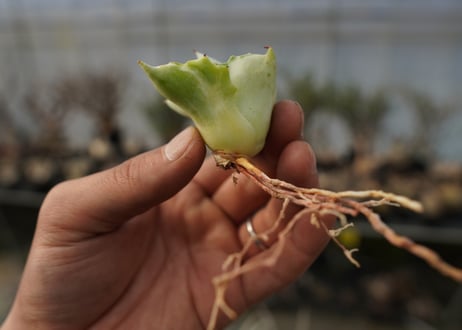 アガベ　王妃雷神錦　白中斑　Agave　“Ohi Raijin Nishiki Shironakahu”   No.2