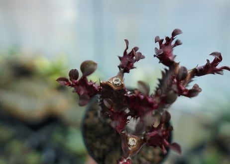 ユーフォルビア　トリゴナ　Euphorbia trigona