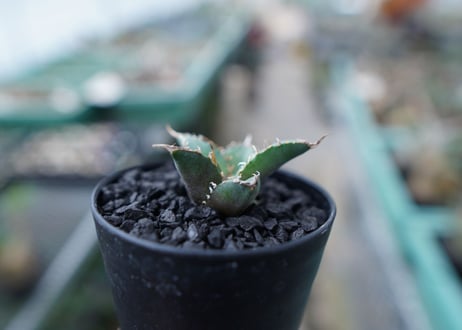アガベ　チタノタ　FO-76　Agave titanota  FO-76　No.25
