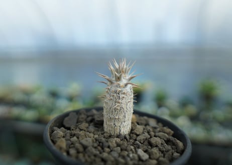 パキポディウム　カクチぺス　Pachypodium cactipes  No.2