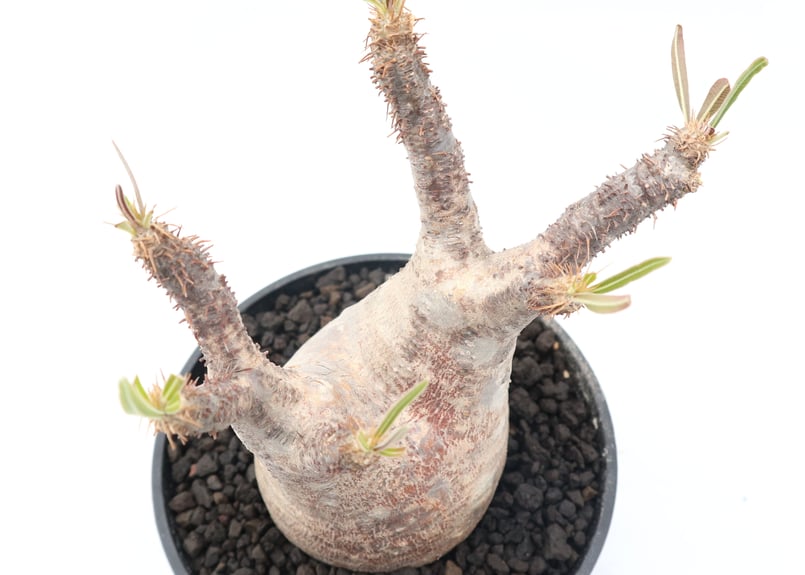 パキポディウム グラキリス no.93 | mana's farm:塊根植物・アガベ