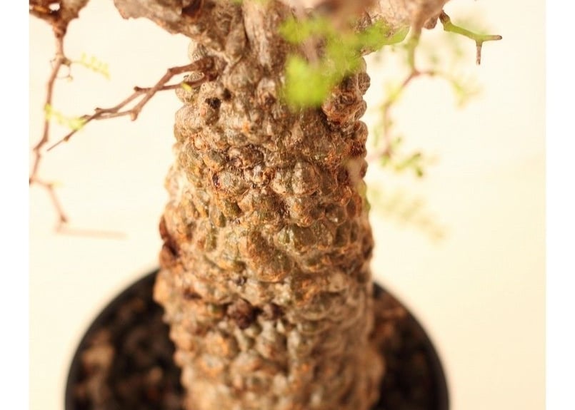 オペルクリカリア　パキプス　国内実生3年 オペルクリカリア パキプス （実生）RF231526(T) | RAFLUM