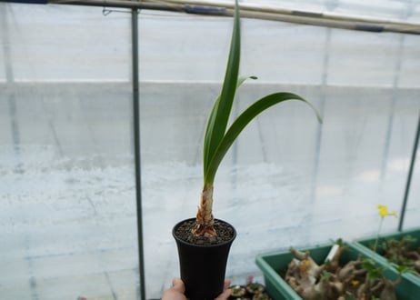 キルタンサス オブリクス Cyrtanthus obliquus