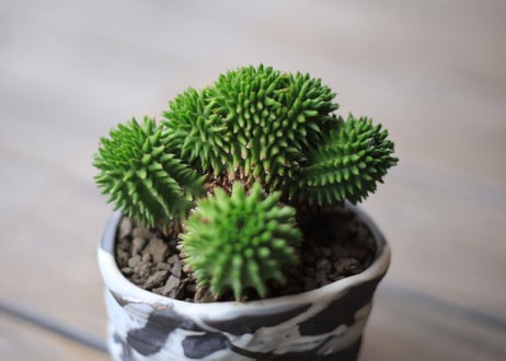 ユーフォルビア　スザンナエ　Euphorbia susannae