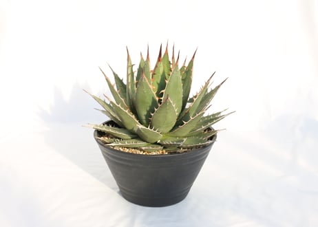 Agave purpusorum  選抜株
